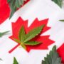 Canadian flag with marijuana leaves on top of it.