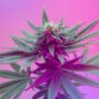 A cannabis plant with budding flowers on a vibrant pink and purple background.