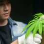 Man holding a marijuana plant.