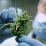 Scientist checking a hemp plant in a greenhouse