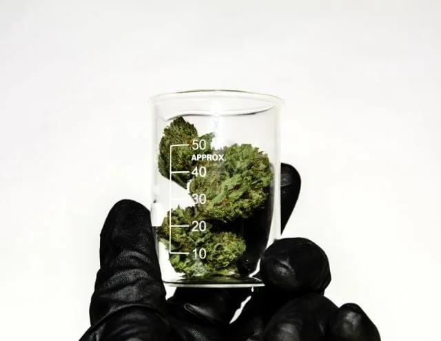 a hand wearing a black glove holding a beaker full of dried cannabis flowers