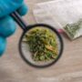 Synthetic marijuana under a magnifying glass