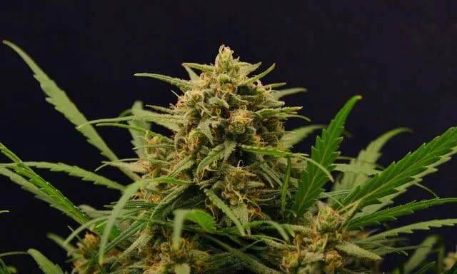 Cinderella 99 cannabis strain
