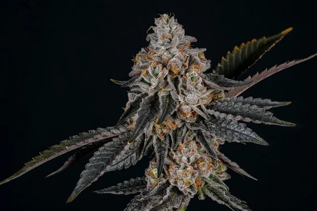 The Soap cannabis strain. Image via AllBud.