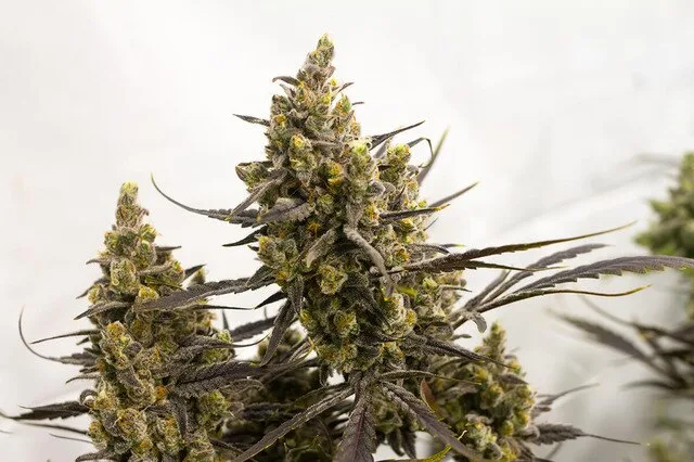 Grape Pie cannabis strain. Image via THC Design.