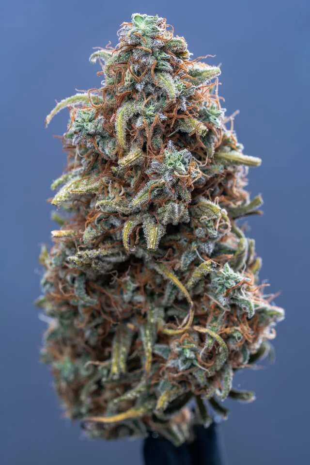 Lilac Diesel cannabis strain