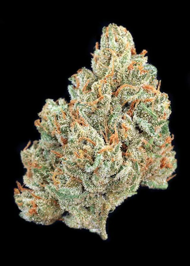 Golden Lemons cannabis strain. Image via Golden Leaf.