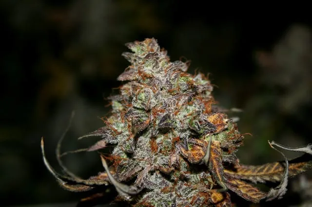 Bubba Diagonal cannabis strain