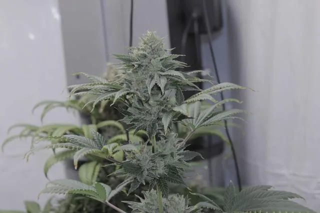 Granola Funk cannabis strain. Image via Bodhi Seeds.