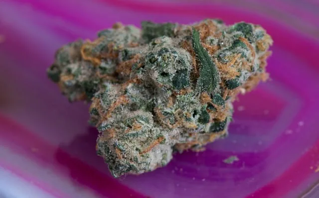 Jenny Kush cannabis strain