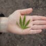 Woman's hand holding a hemp leaf