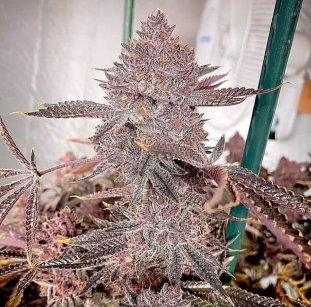 Nightshifter cannabis strain. Image via Relentless Genetics/Goose Seeds.
