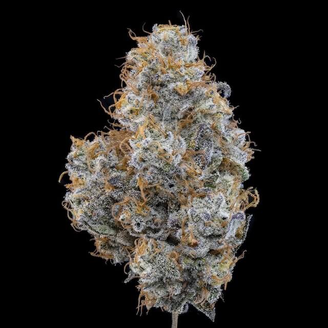 Black Maple cannabis strain. Image via Green Dot Labs.