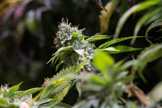 Cherry Pie cannabis strain.