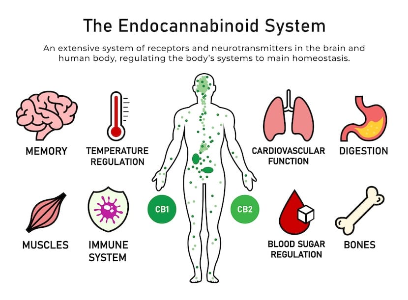Endocannabinoid System infographic