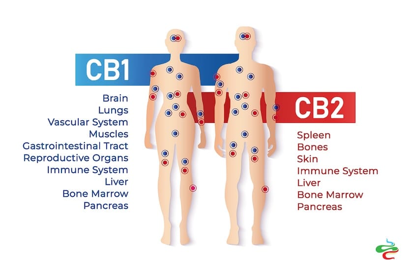 CB1 and CB2 receptors in the human body