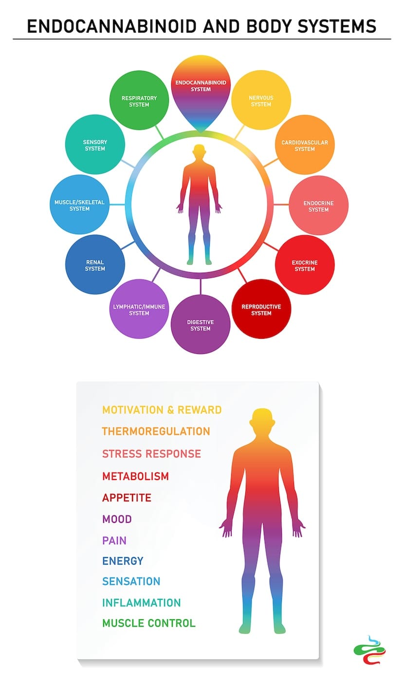 Endocannabinoid and Body Systems
