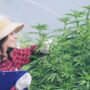 a woman wearing a flannel shirt and a sun hat working in an outdoor cannabis garden
