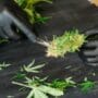A person wearing black gloves carefully trims a fresh cannabis bud with small scissors over a black surface.
