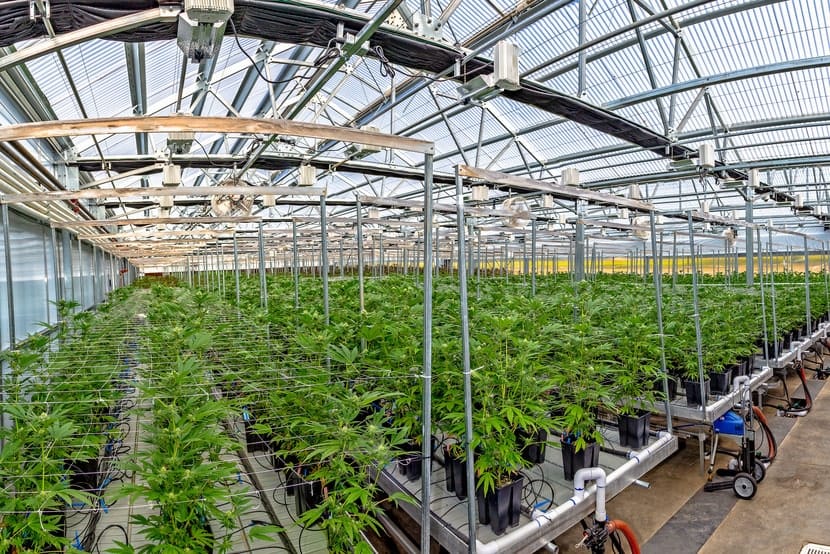 Large-scale commercial greenhouse filled with rows of cannabis plants under artificial lighting and steel infrastructure.