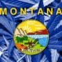 Montana flag against a background of marijuana leaves