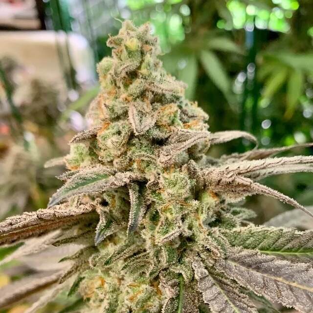 Free MAC cannabis strain. Image via Free World Genetics.