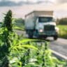 A large semi-truck drives down a rural road past a field of mature cannabis plants under a cloudy sky, symbolizing cannabis transportation and supply chains.