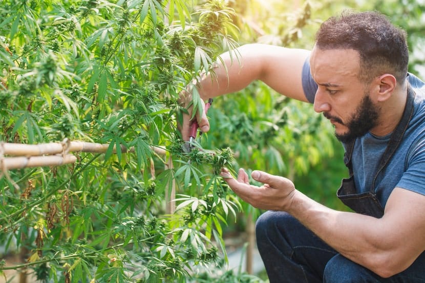 A serious man in a blue shirt and apron carefully trims a cannabis plant inside a greenhouse, highlighting cultivation and hands-on care.