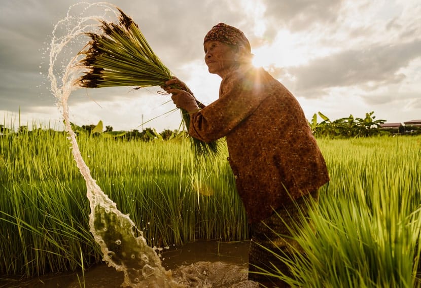 An older Thai woman harvesting rice in a flooded field at sunset, symbolizing Thailand’s agricultural economy and the impact of cannabis policy on farmers.