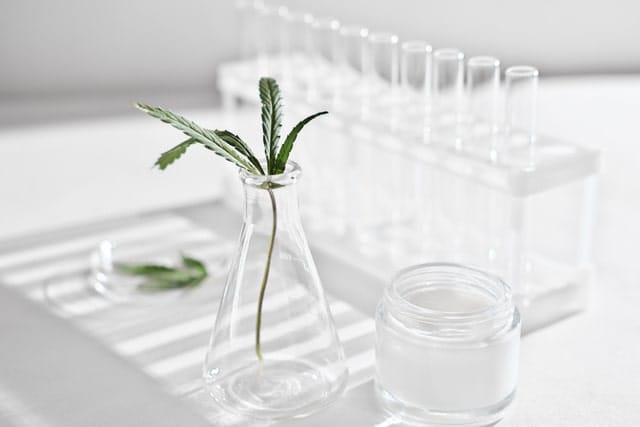 A hemp leaf in a glass flask next to a jar of white CBD cream and test tubes, symbolizing scientific development of CBD skincare.