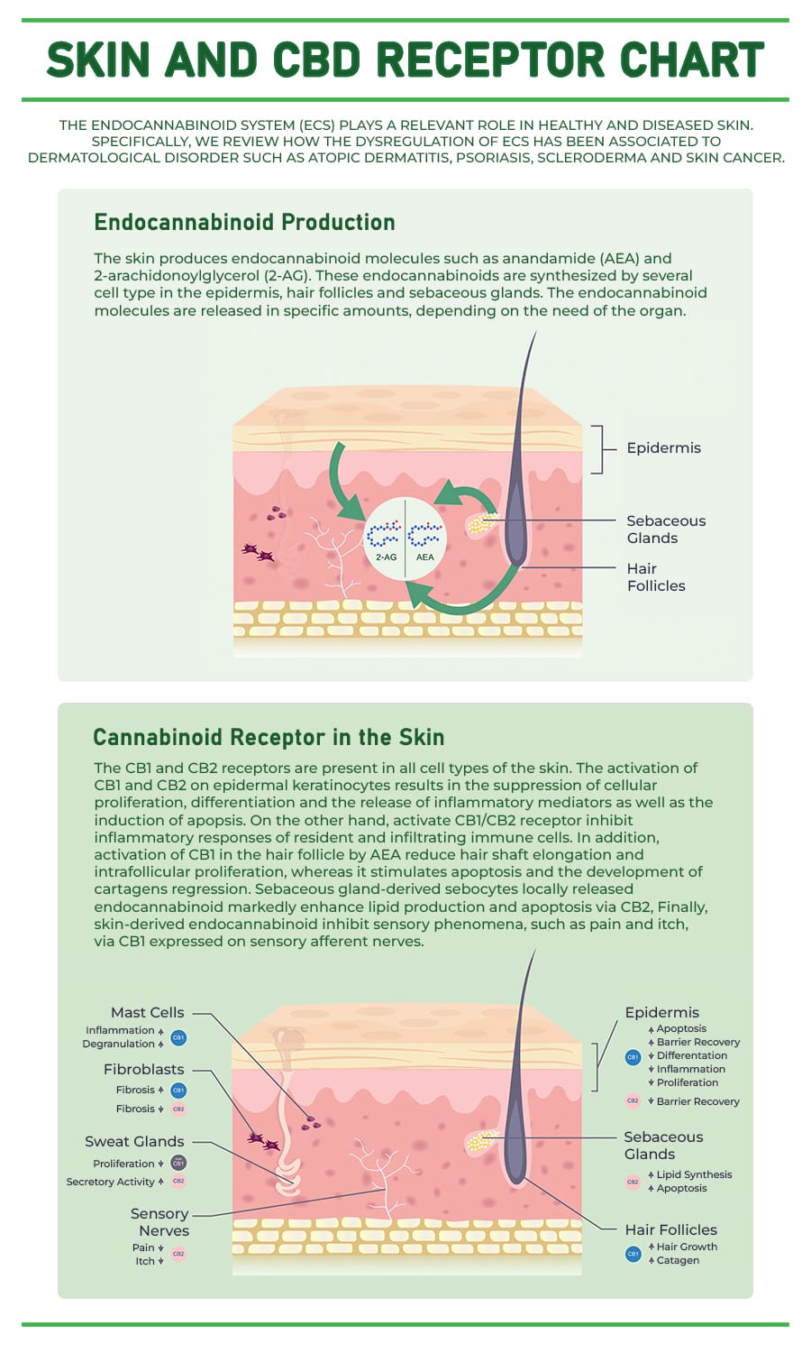 When applied topically, CBD works with the skin’s ECS—specifically the CB1 and CB2 receptors—to help regulate immune response, irritation, and balance.