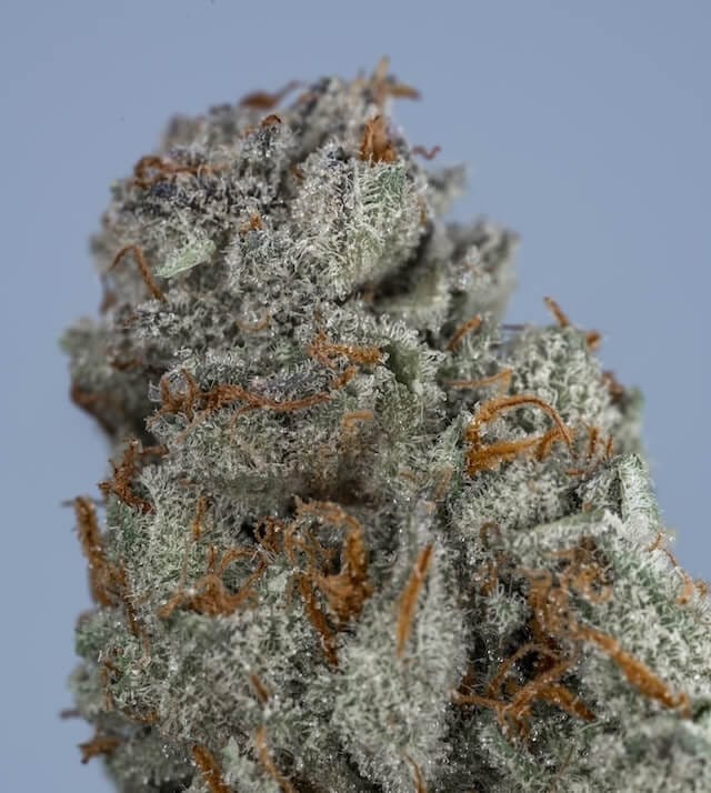 Strawberry Guava cannabis strain