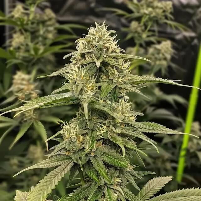 Crystal cannabis strain. Image via Weedseeds Express.