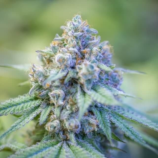 Blackberry Kush cannabis strain