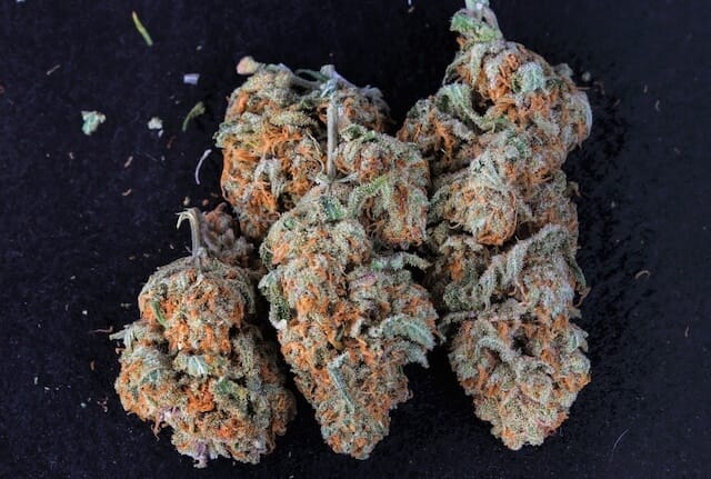 Sugar Black Rose cannabis strain