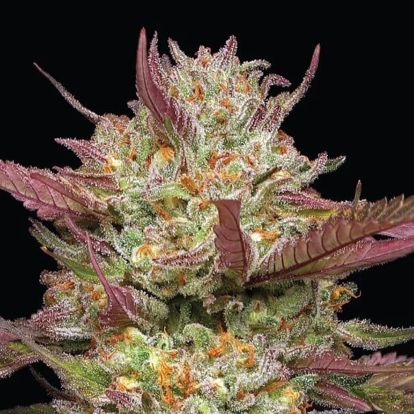 Blueberry Pancakes cannabis strain. Image via Humboldt Seed Company.