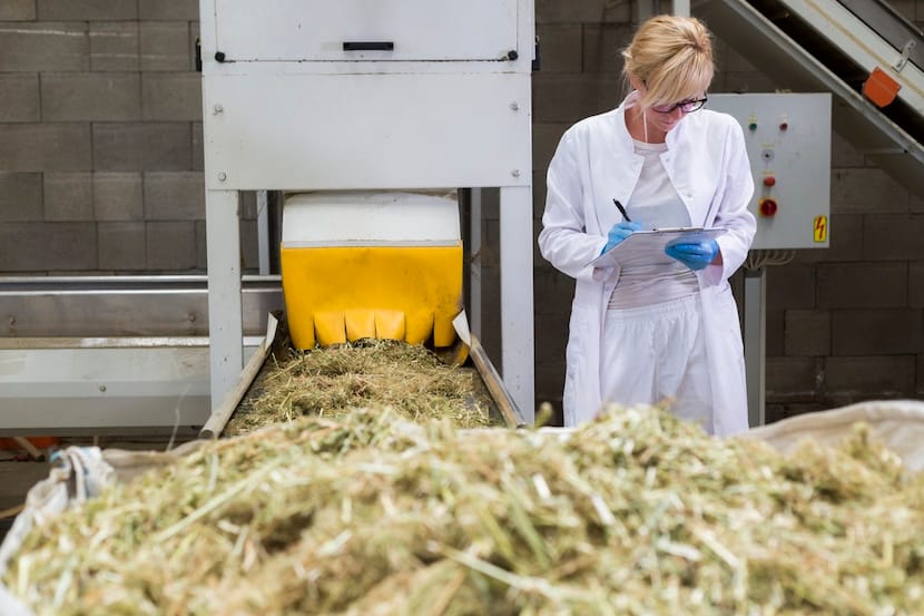 Scientist observing dry CBD hemp plants by the sorting machine in factory and taking notes. She is smiling and happy with results
