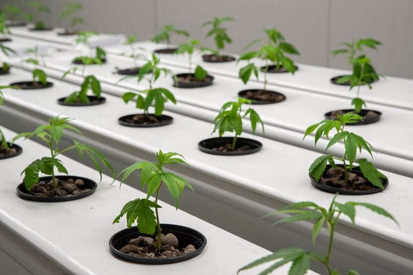 Young cannabis plants growing in a hydroponic cultivation system inside a controlled environment facility, demonstrating early-stage growth and precision agriculture methods.