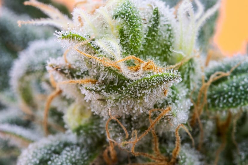 Macro photograph of a cannabis flower covered in sparkling trichomes, showing resin, cannabinoids, and terpene structures in high detail.
