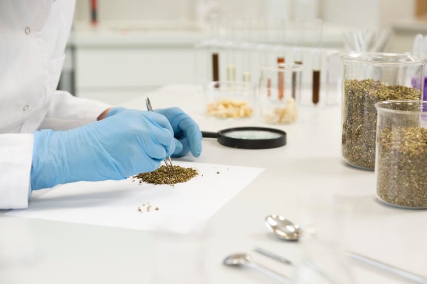 A gloved lab technician sorting cannabis seeds on white paper with research equipment in the background, highlighting scientific testing and cannabis genetics research.