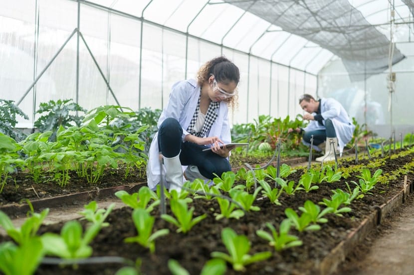 Scientists wearing lab coats and goggles inspecting plants inside a research greenhouse, representing modern cannabis cultivation and agricultural science.