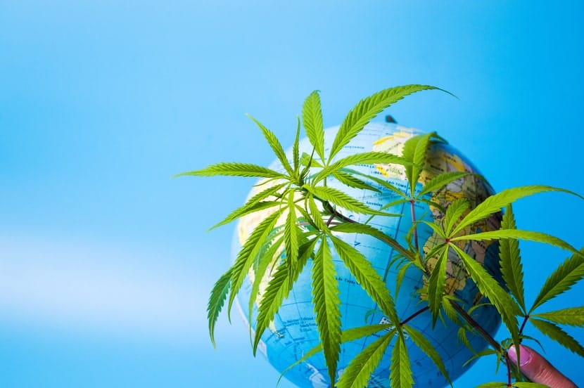Cannabis leaves held in front of a small globe on a blue background, representing global cannabis industry growth and international plant research.