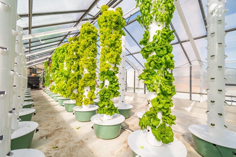Rows of tall vertical hydroponic towers growing leafy greens inside a greenhouse, illustrating sustainable indoor agriculture and plant optimization technology.