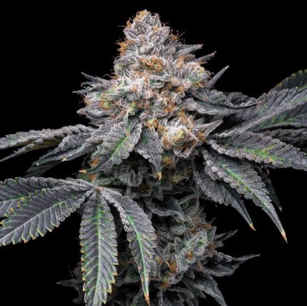 Permanent Marker cannabis strain. Image via The Clone Conservatory. 