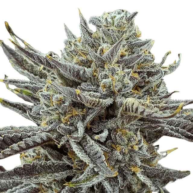 Apes in Space cannabis strain. Image via Flowzz. 