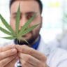 Indian cannabis researcher holding a marijuana leaf