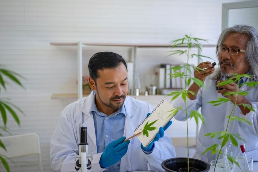 South Asian scientists researching cannabis in a lab