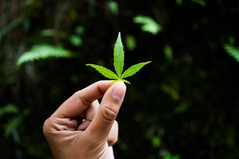 Indian woman holding a marijuana leaf