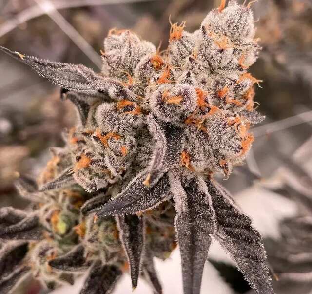 Butterstuff cannabis strain. Image via Teamingwithterps.