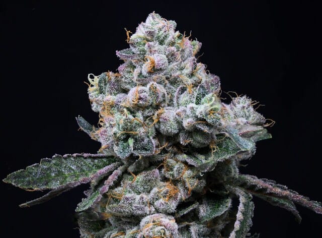 Animal Face cannabis strain. 